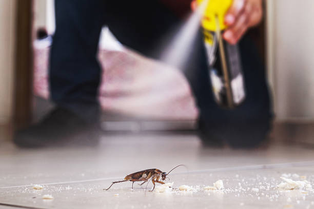Best Spider Control Near Me  in Omao, HI